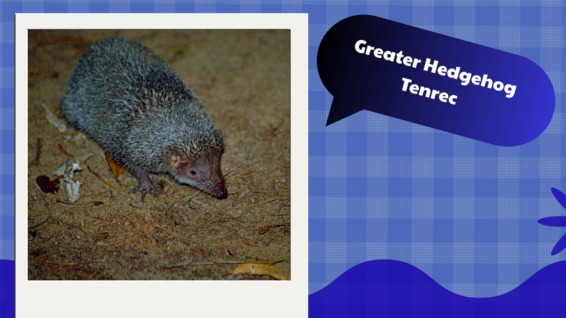 Greater Hedgehog Tenrec