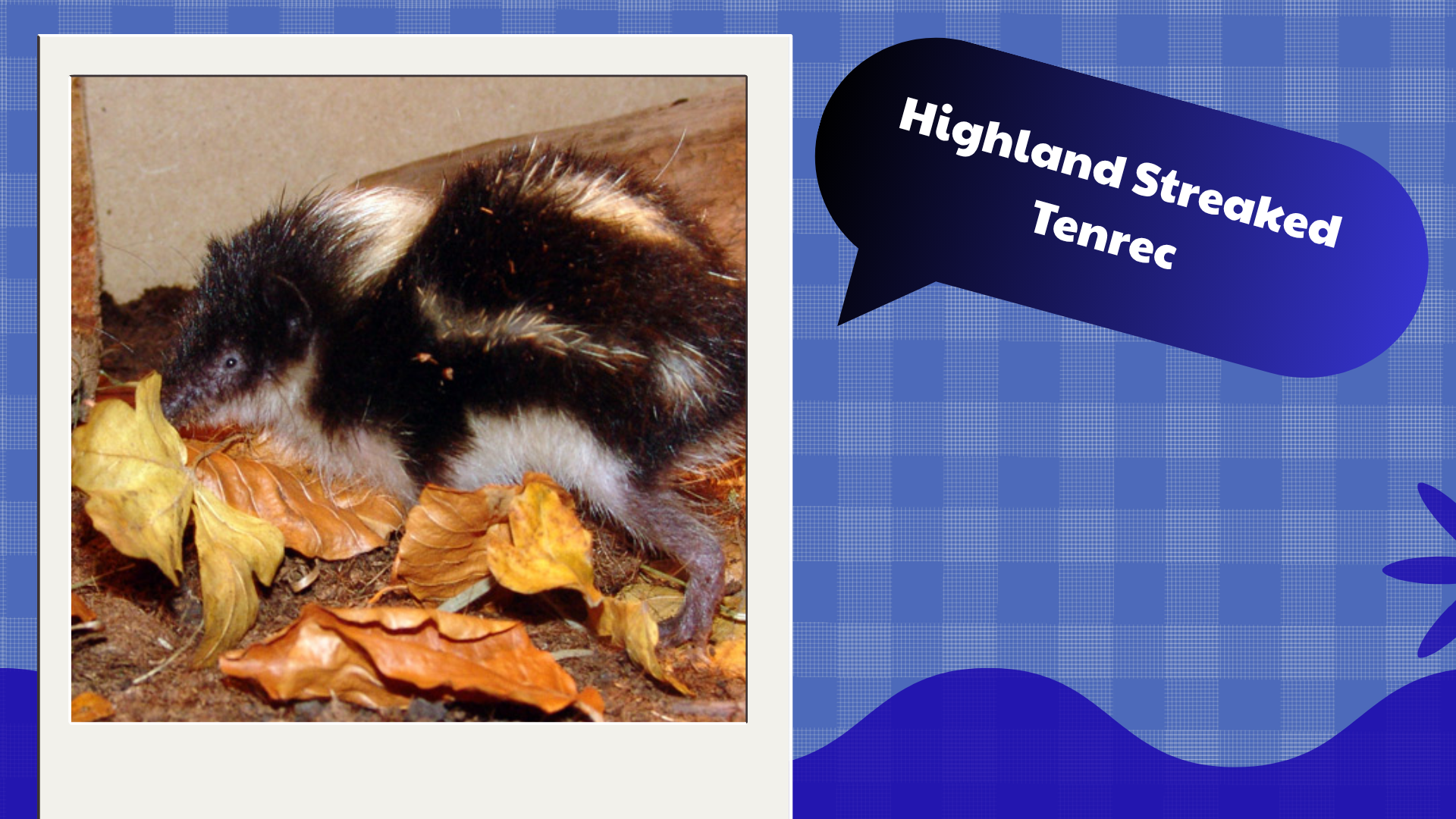 Highland Streaked Tenrec