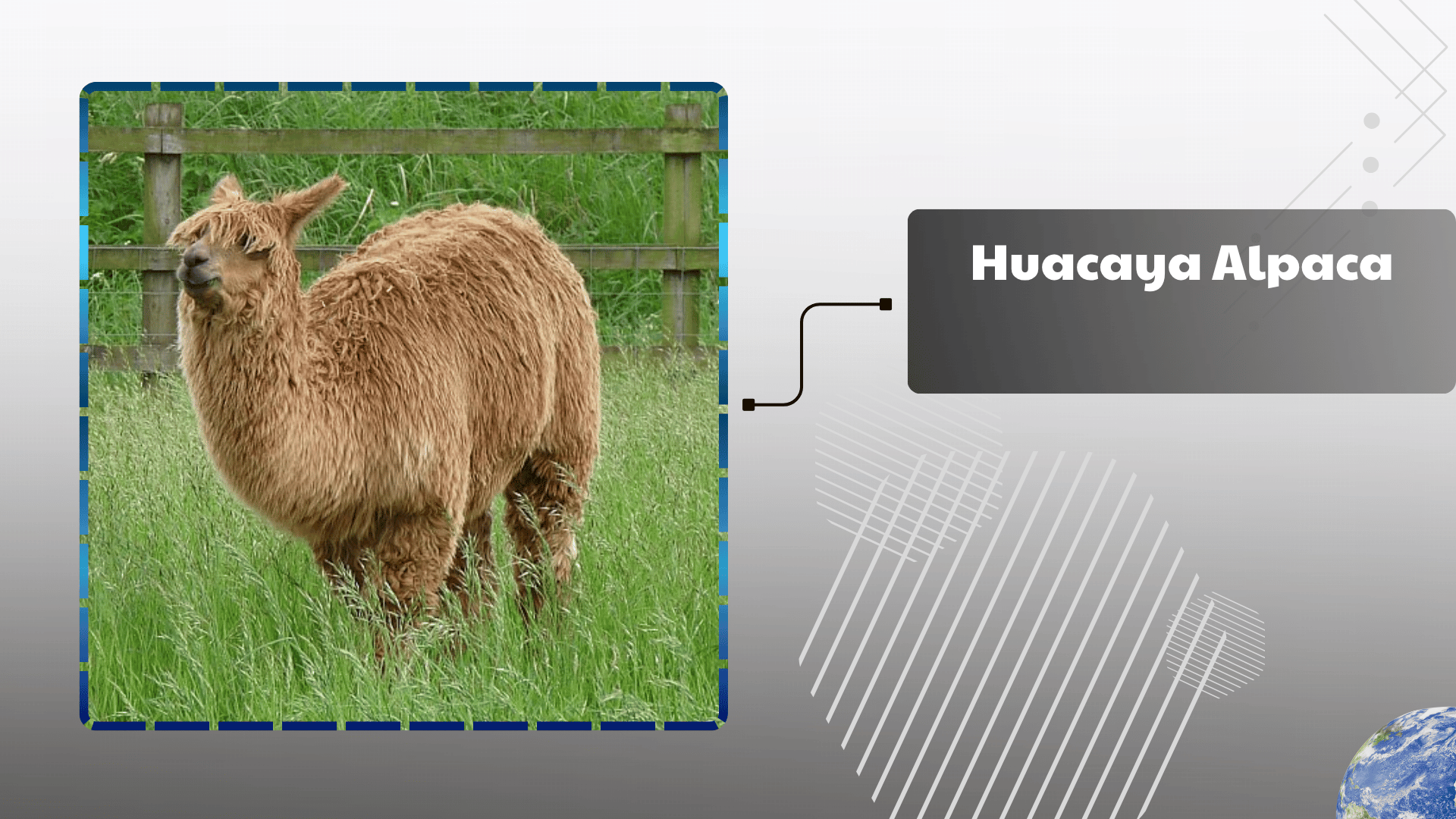 Huacaya-Alpaca