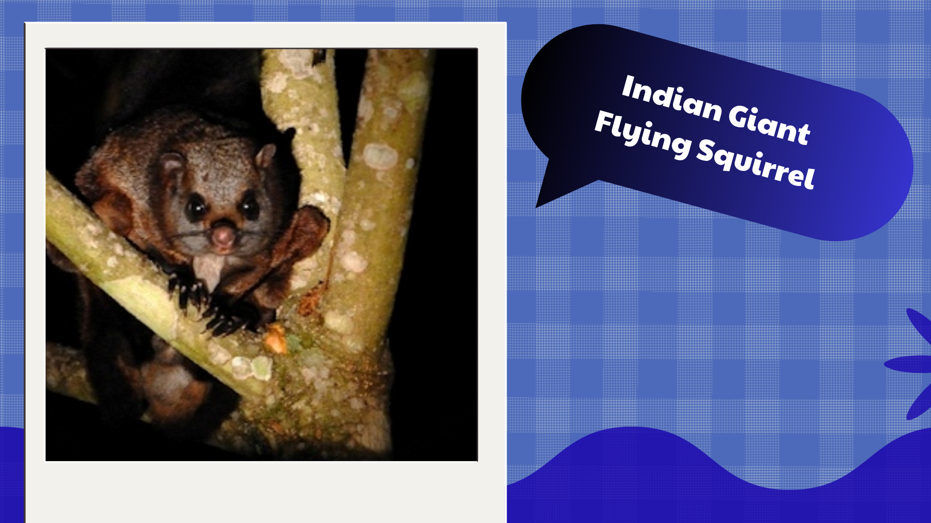 Indian-Giant-Flying-Squirrel