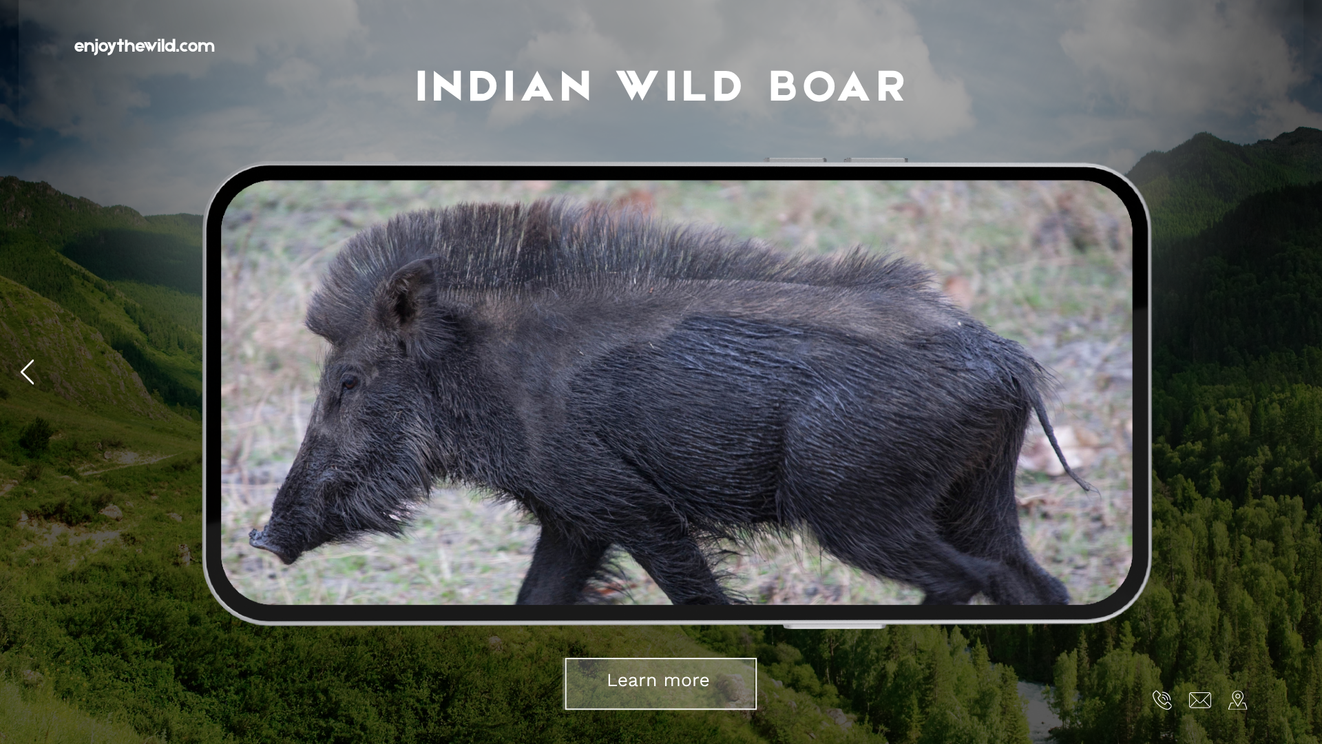 Indian Wild Boar