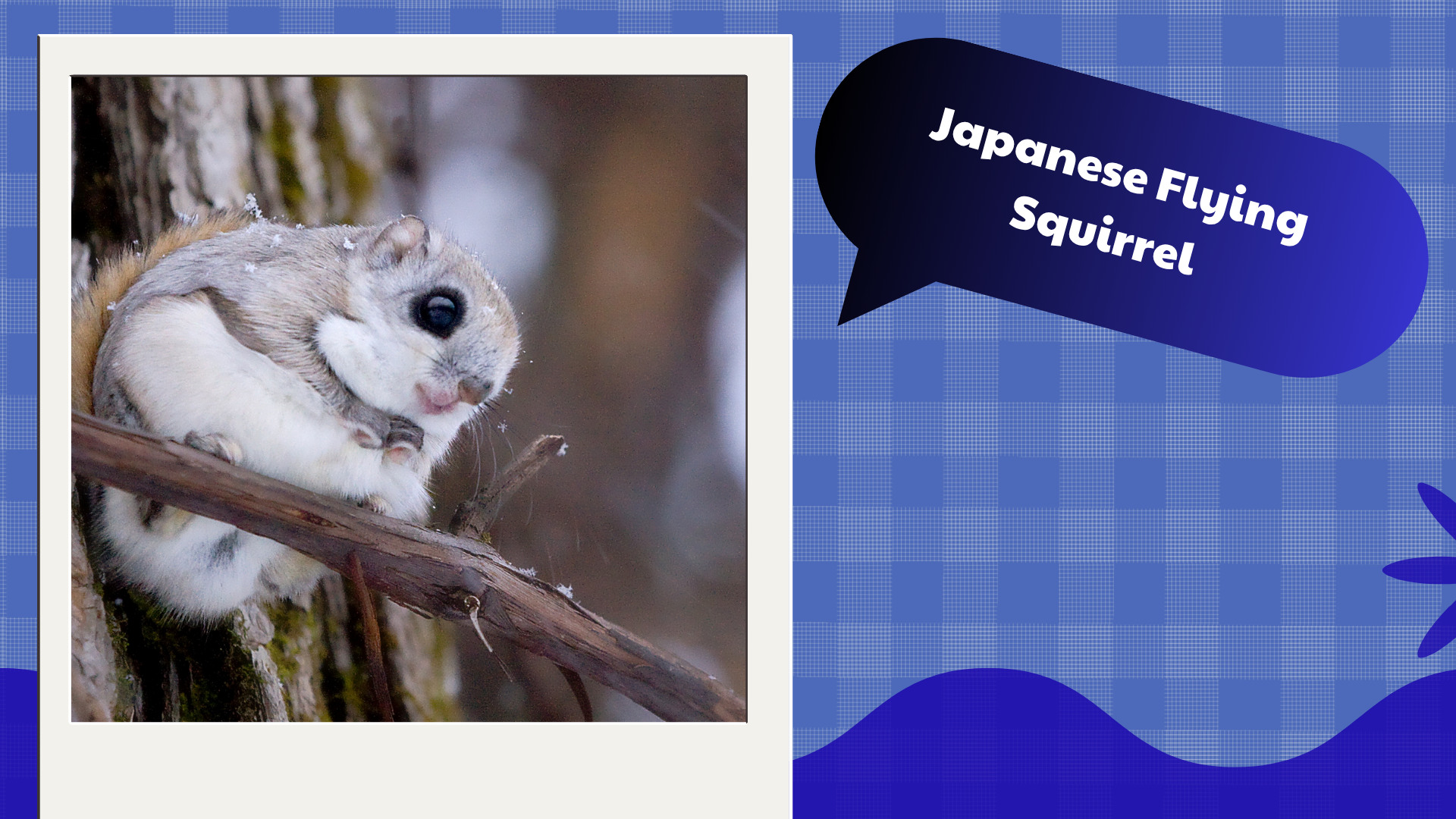 Japanese-Flying-Squirrel