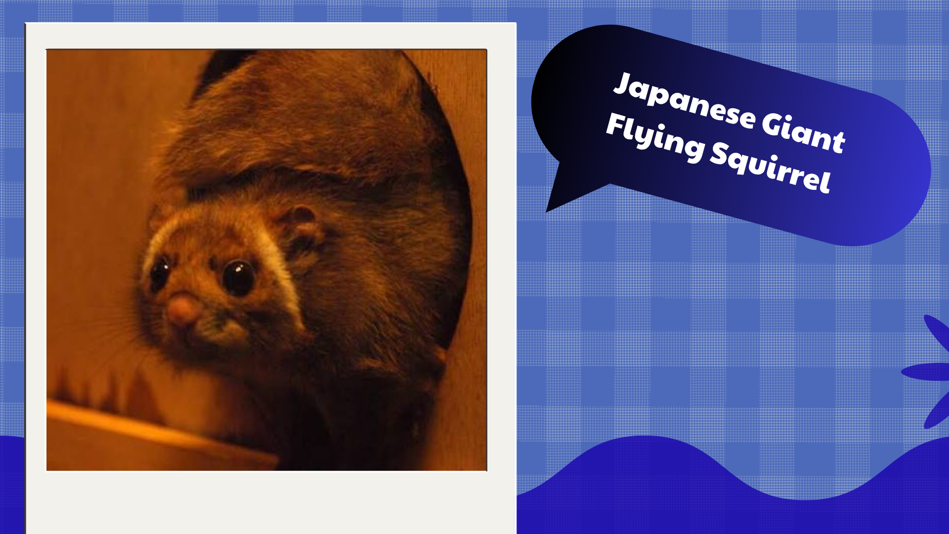 Japanese-Giant-Flying-Squirrel