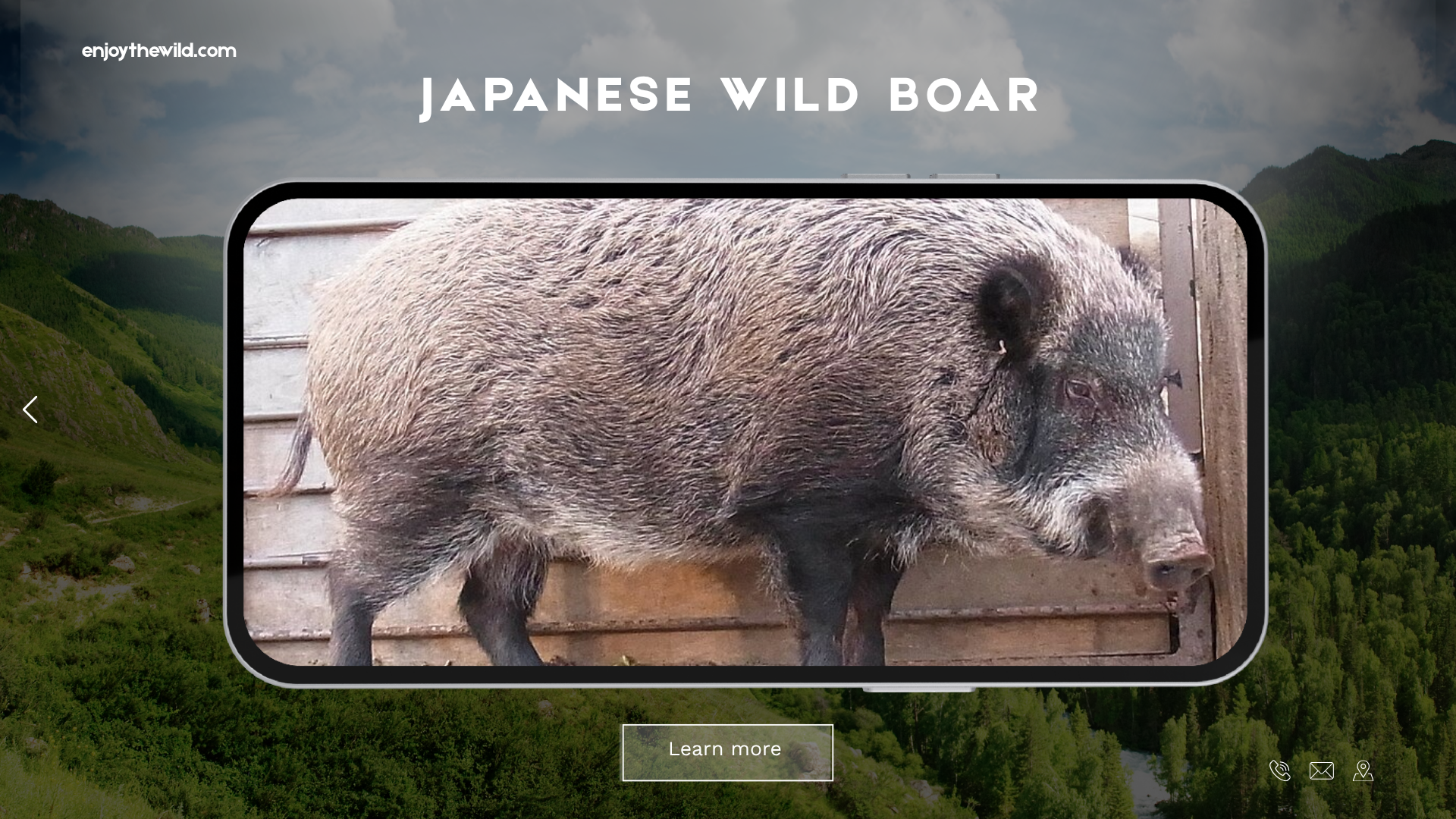 Japanese Wild Boar