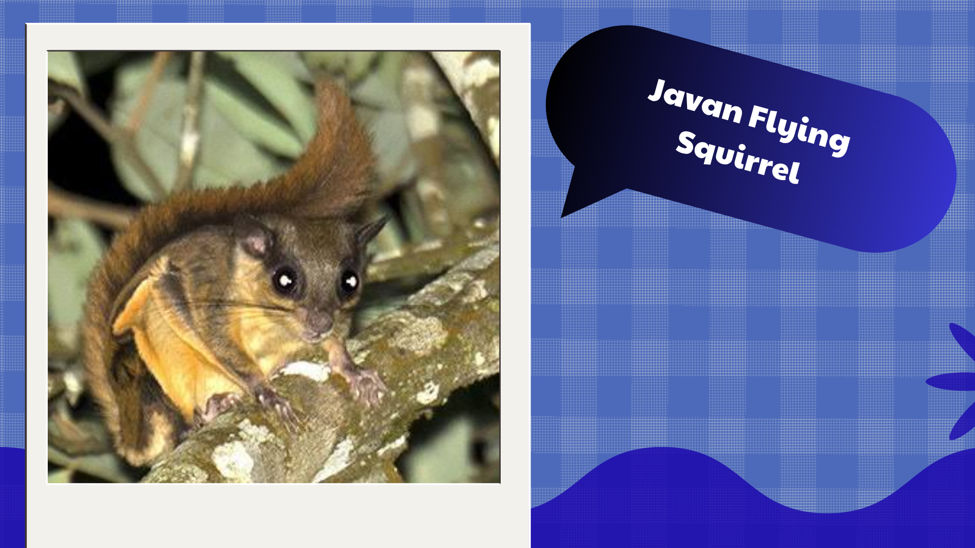 Javan-Flying-Squirrel