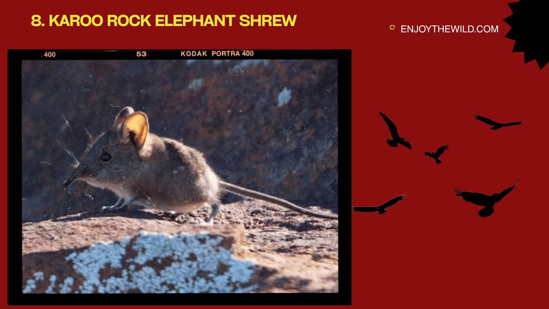 Karoo Rock Elephant Shrew