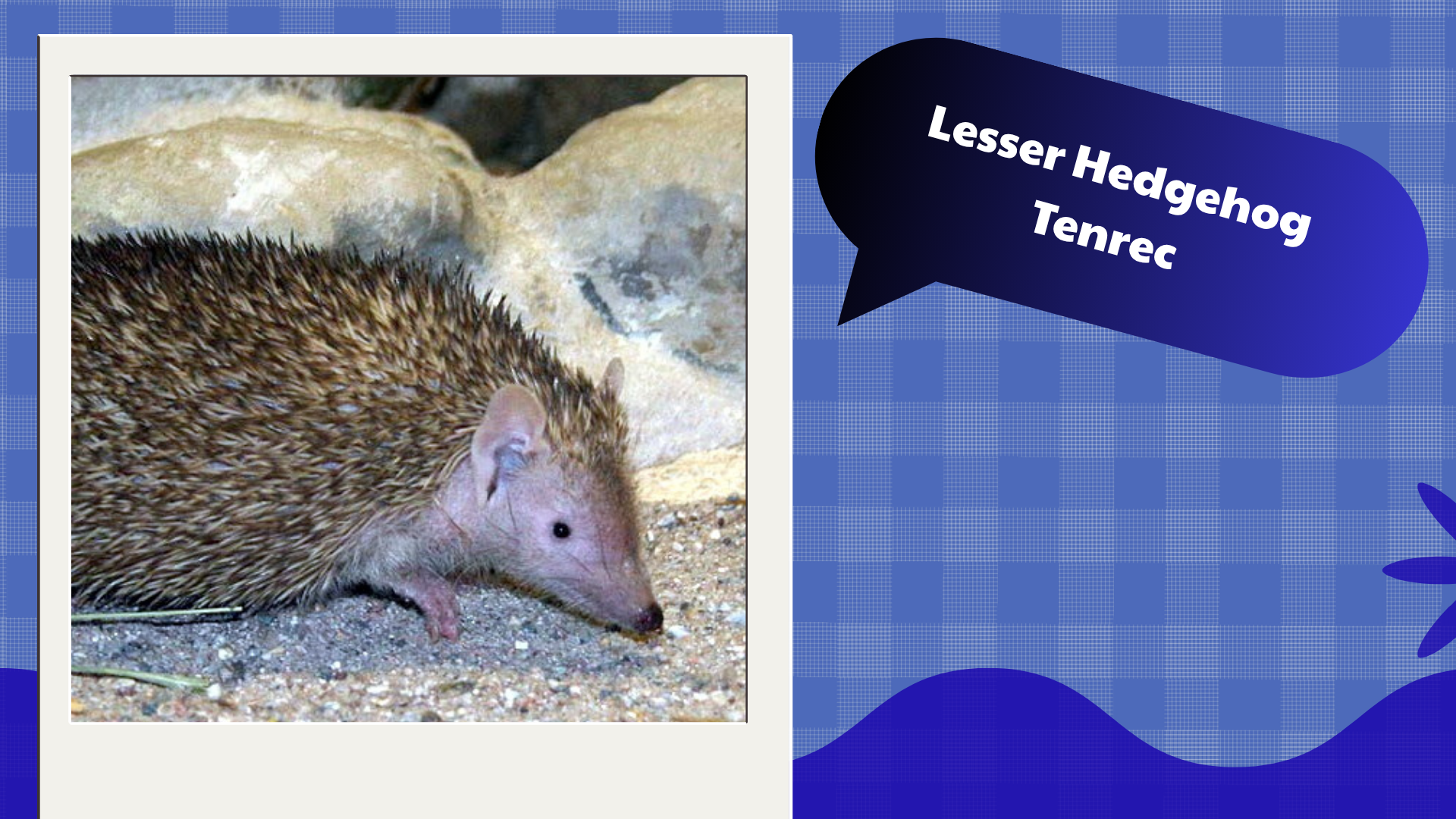 Lesser Hedgehog Tenrec
