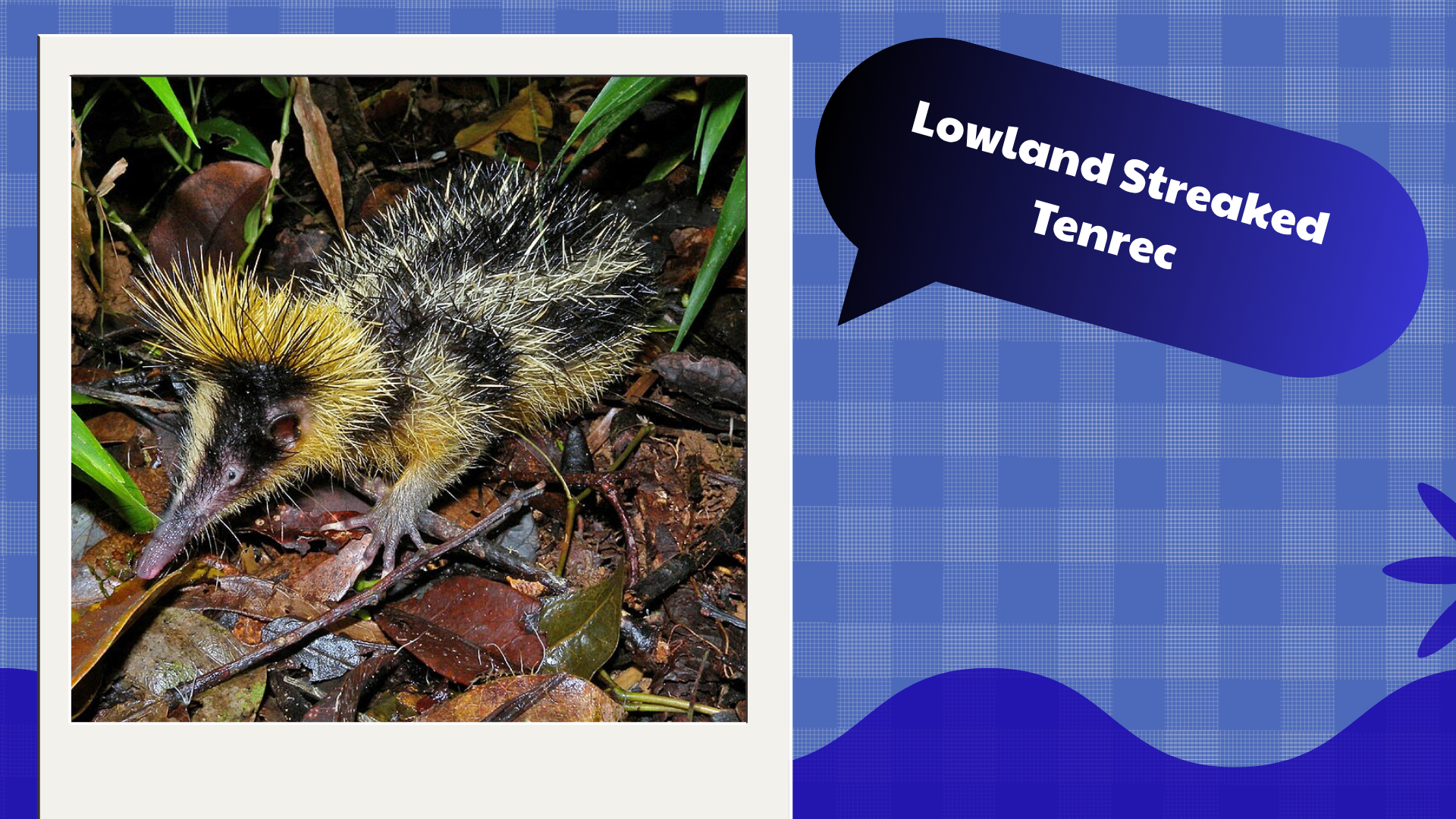 Lowland Streaked Tenrec