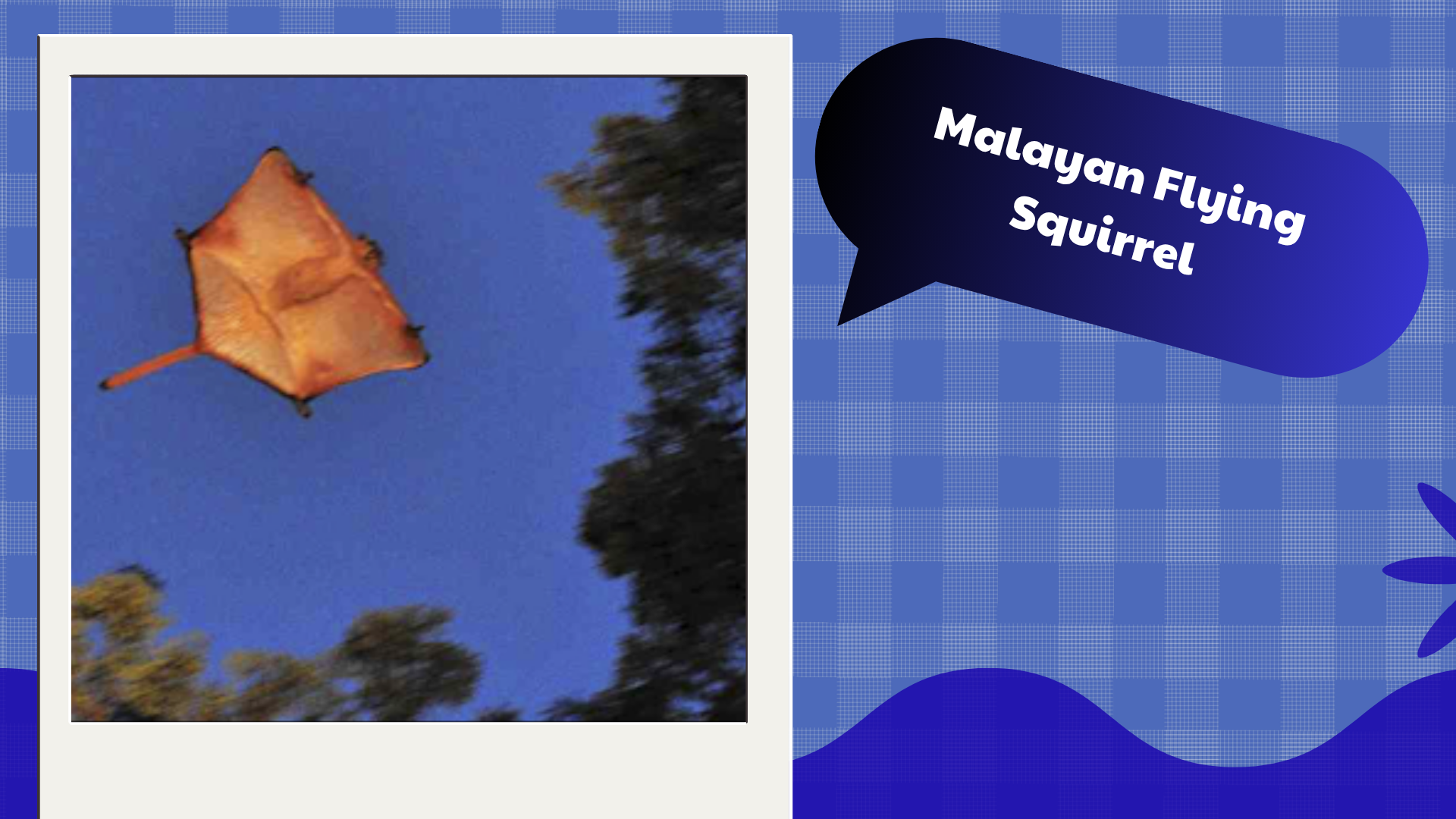 Malayan-Flying-Squirrel