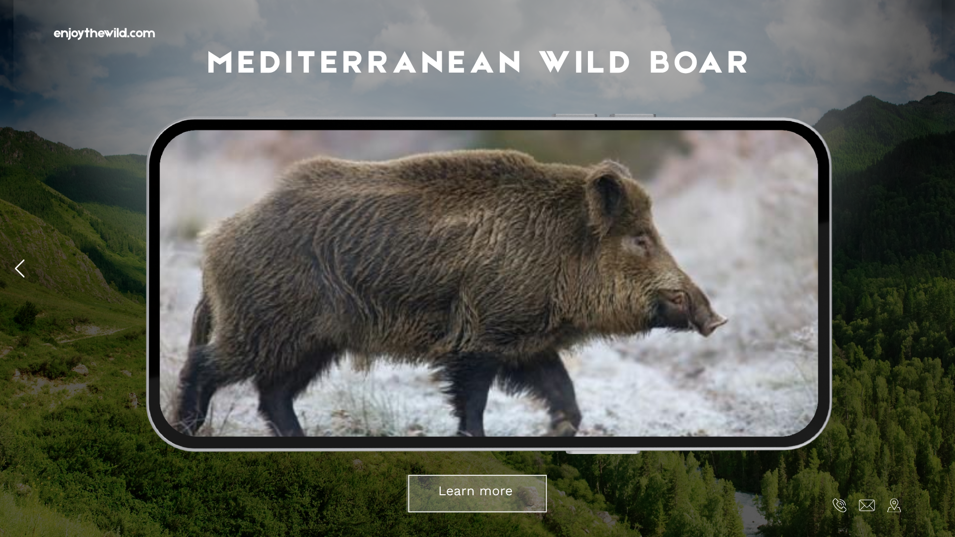 Mediterranean Wild Boar