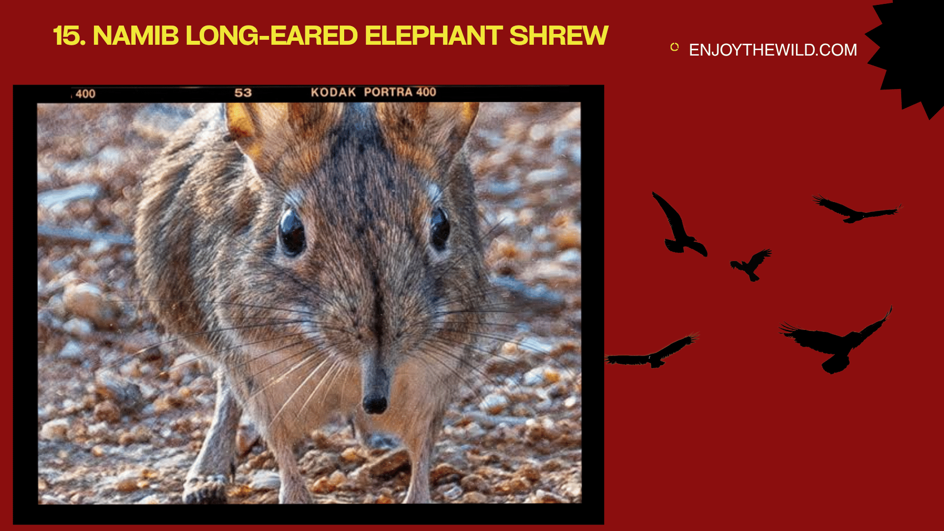 Namib Long-Eared Elephant Shrew