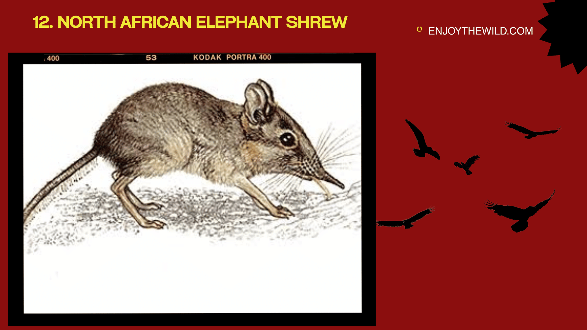 North African Elephant Shrew