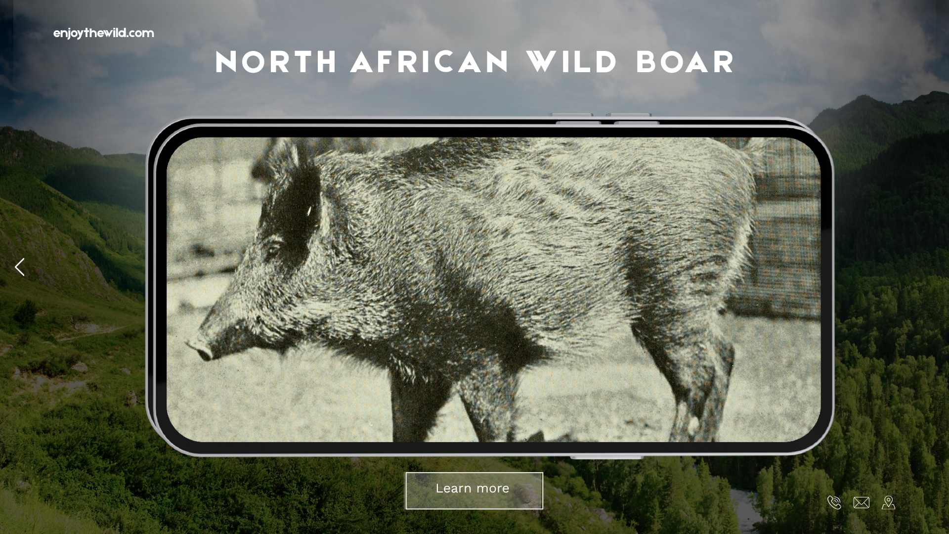 North African Wild Boar