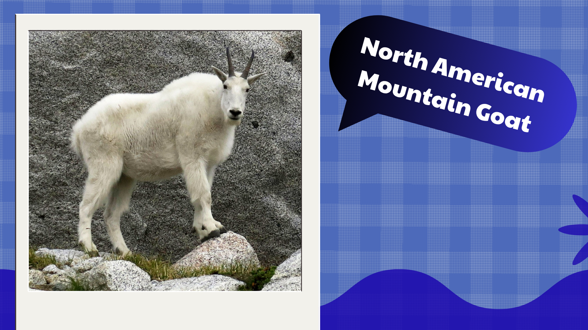 North-American-Mountain-Goat