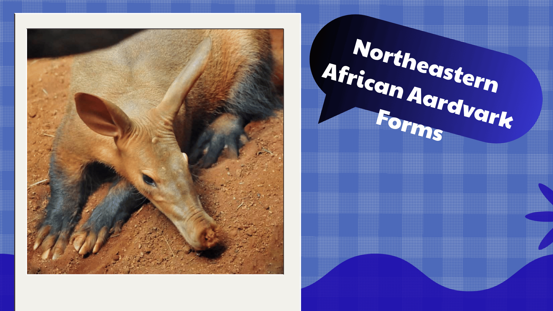 Northeastern African Aardvark Forms 