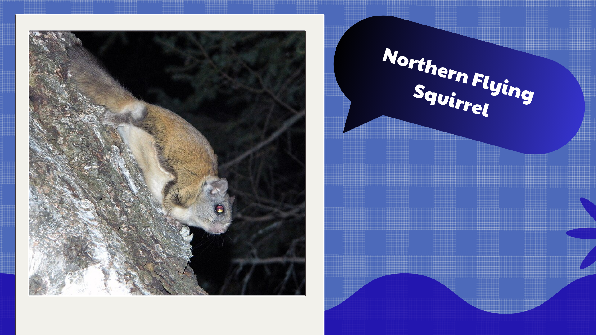 Northern-Flying-Squirrel