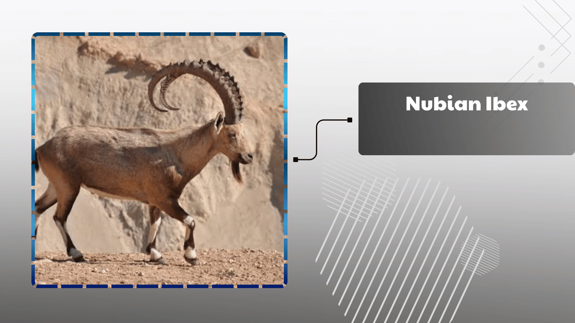 Nubian Ibex