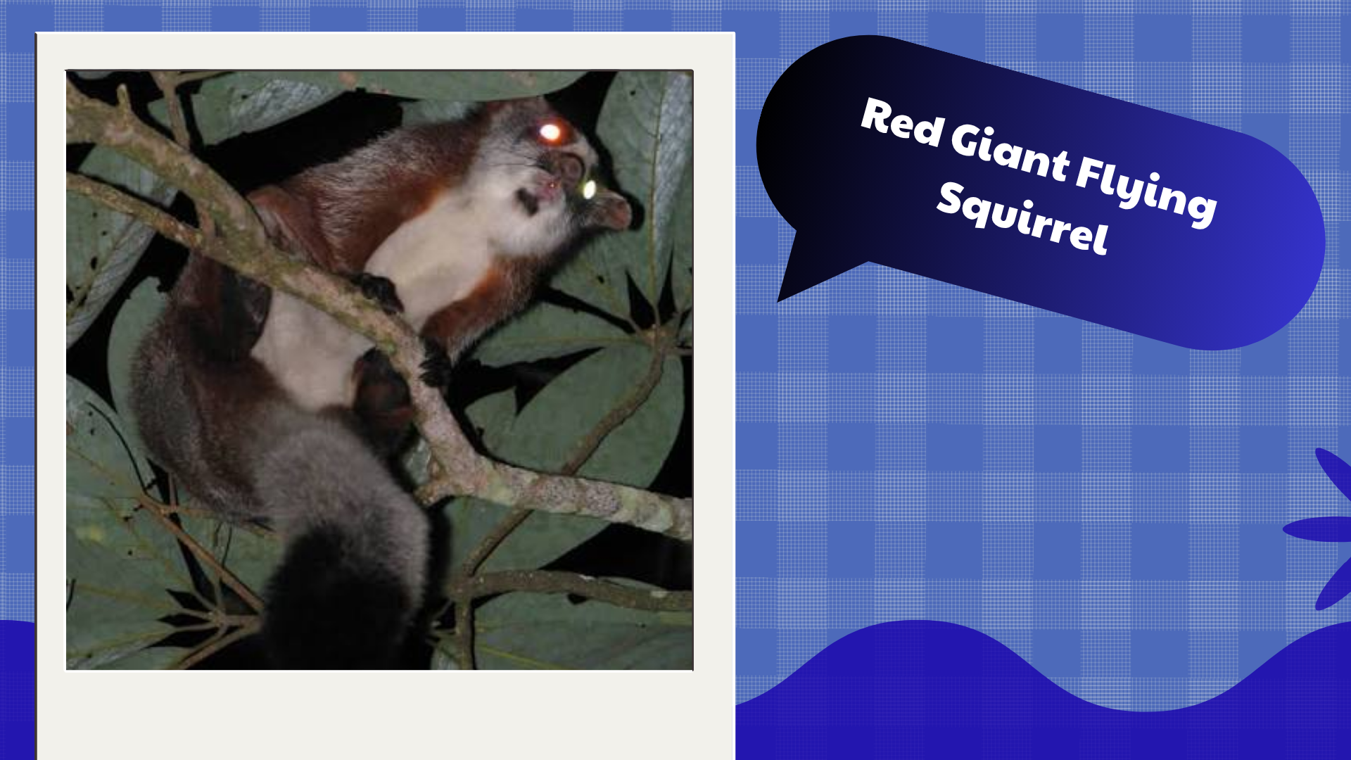 Red-Giant-Flying-Squirrel