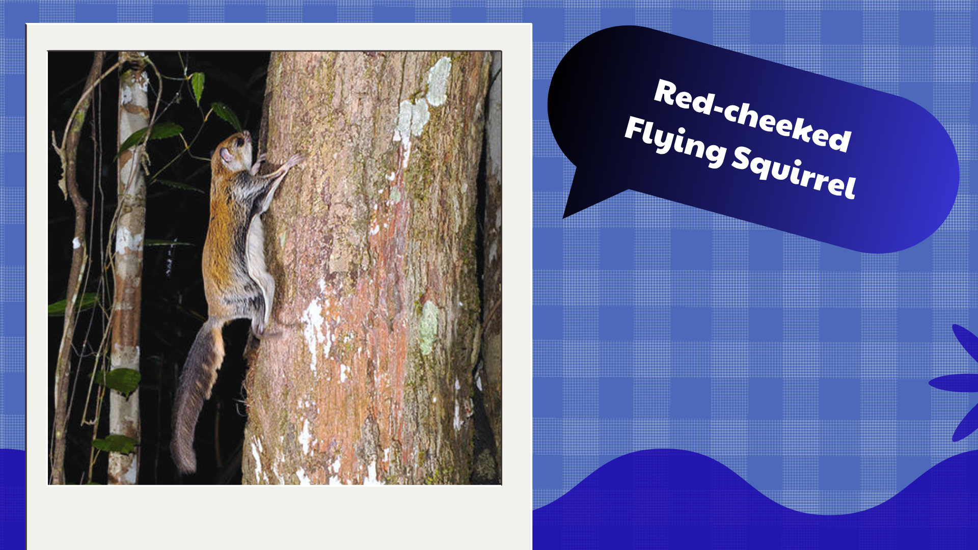 Red-cheeked-Flying-Squirrel