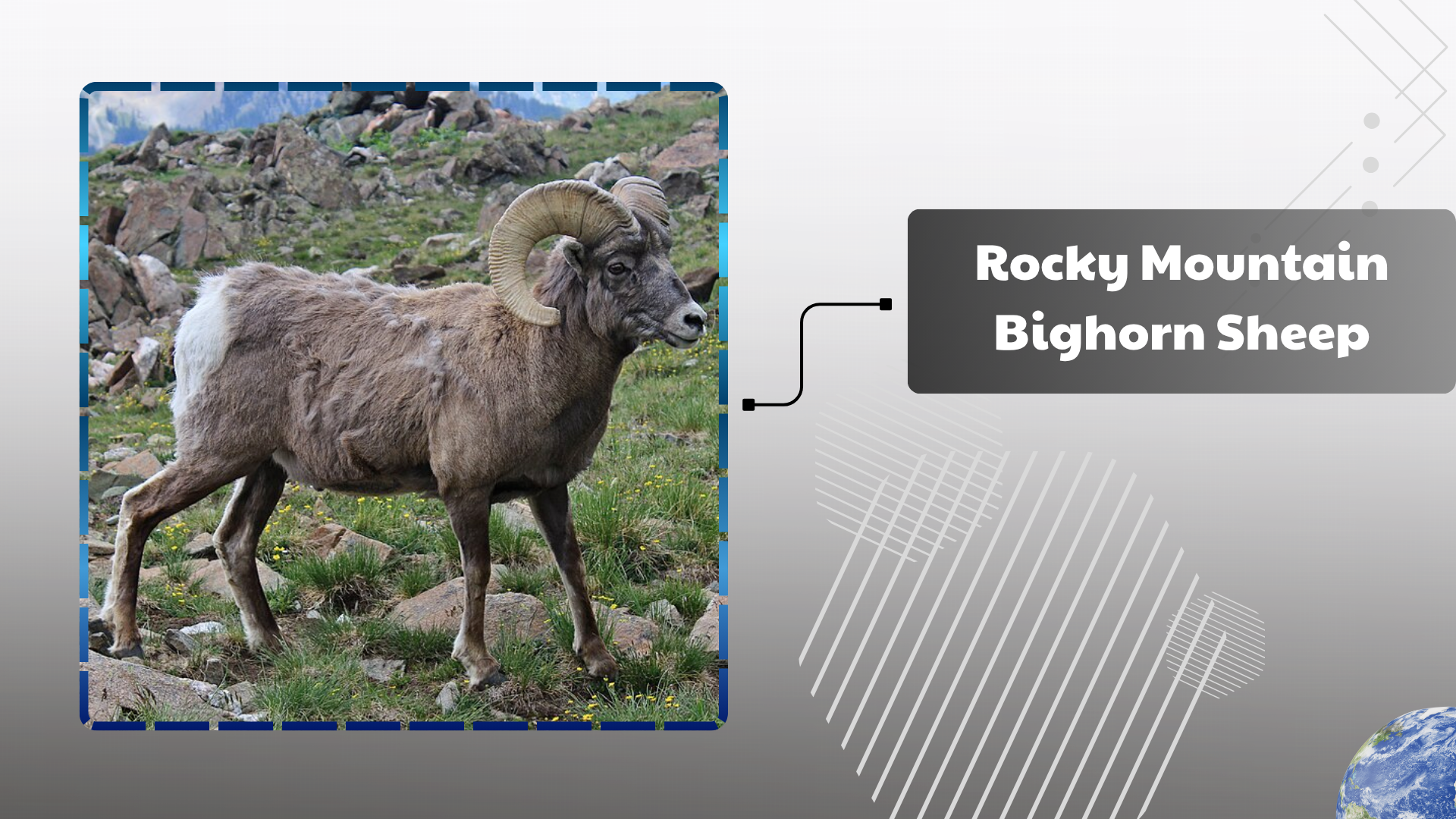 Rocky Mountain Bighorn Sheep