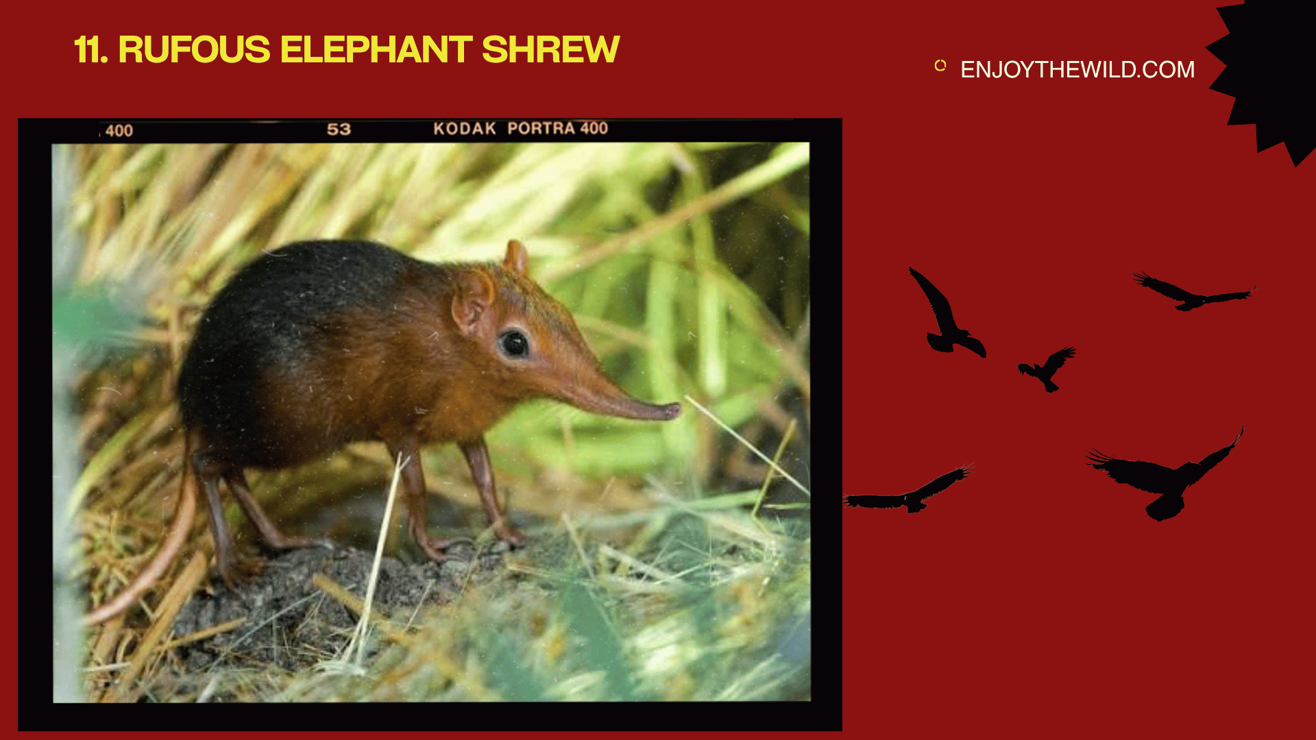Rufous Elephant Shrew