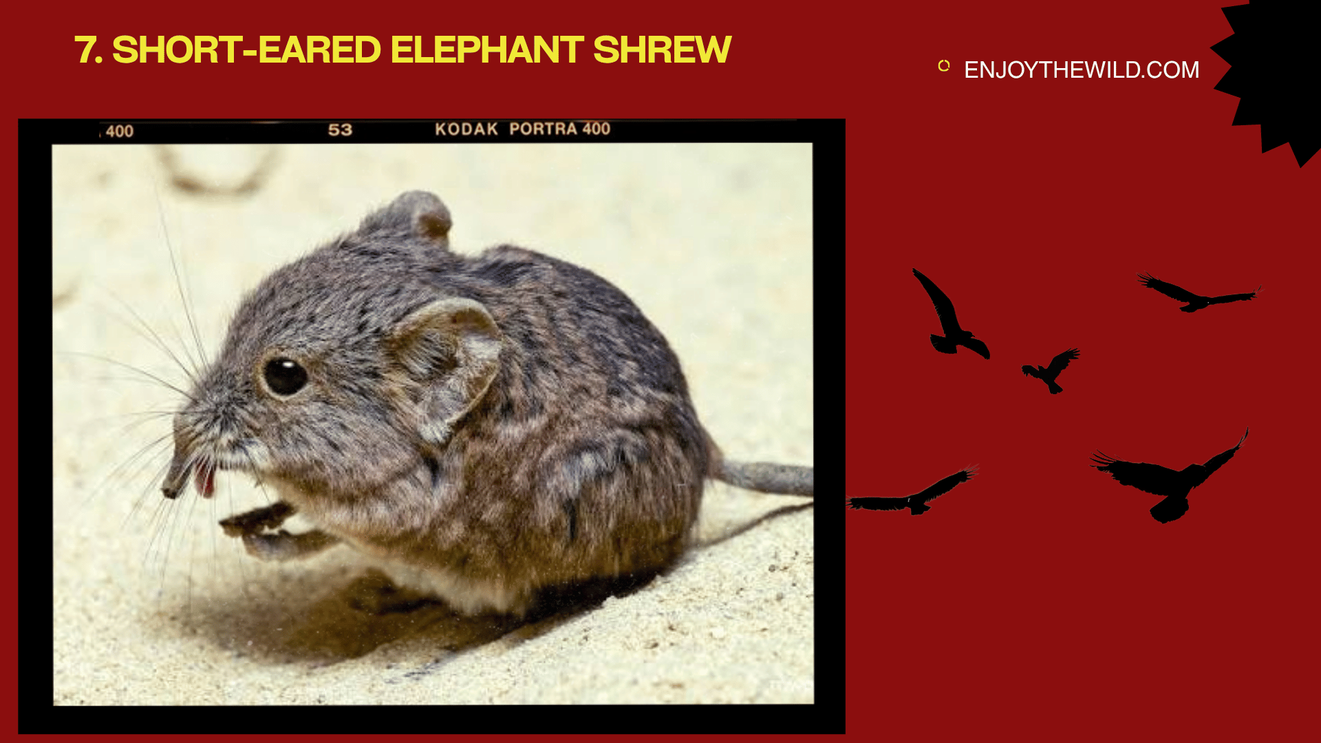 Short-Eared Elephant Shrew