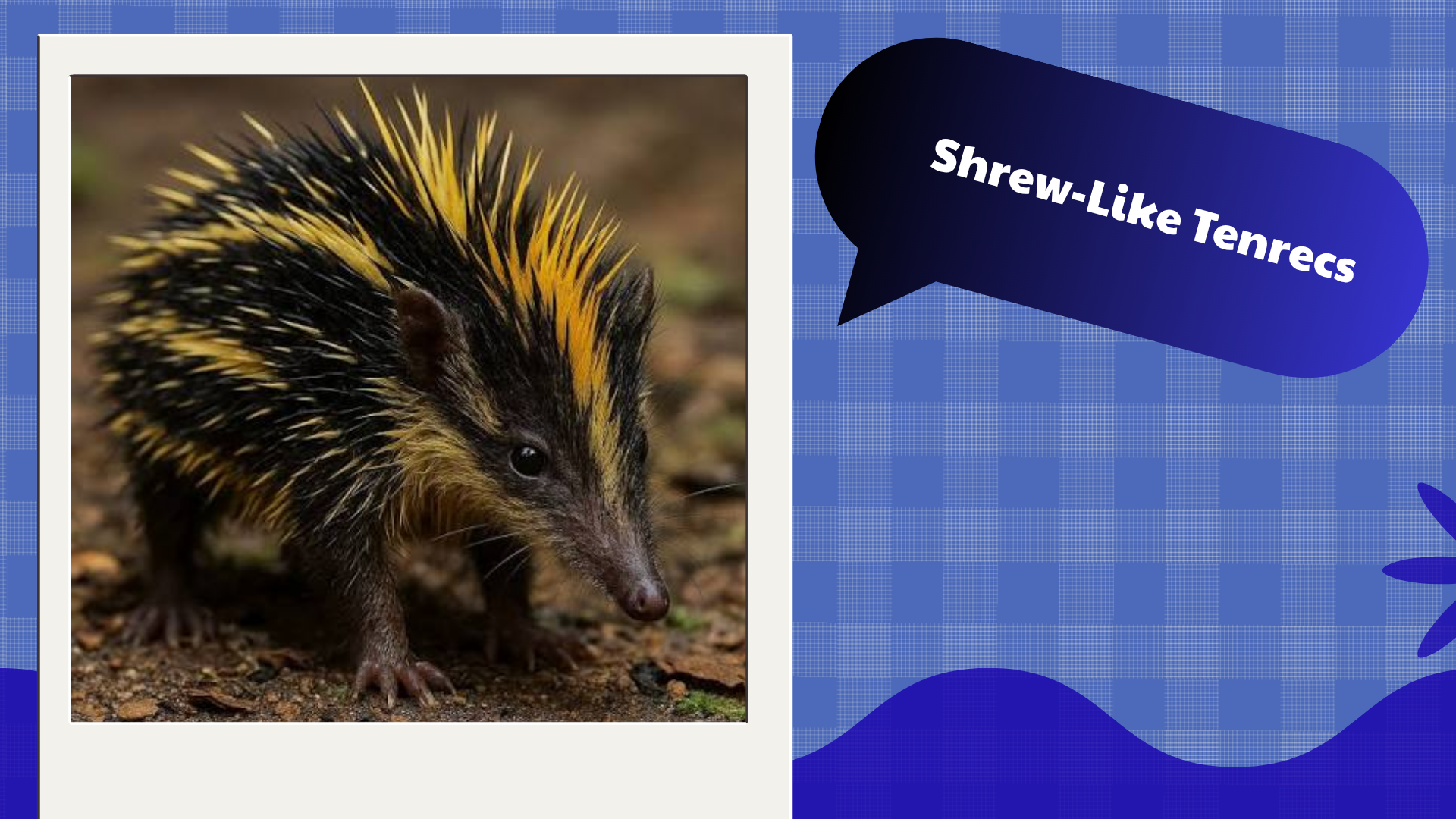 Shrew-Like Tenrecs