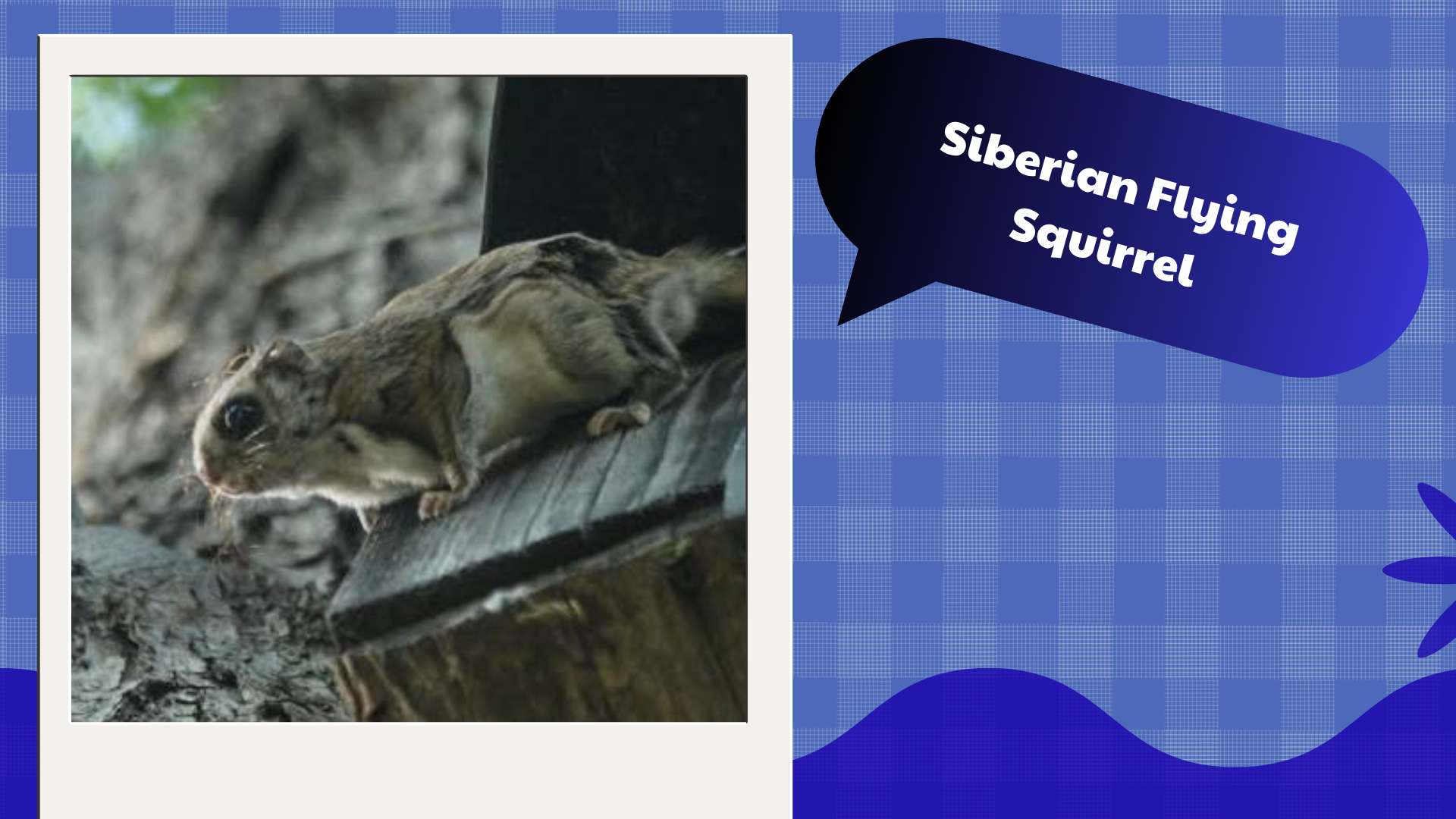 Siberian-Flying-Squirrel
