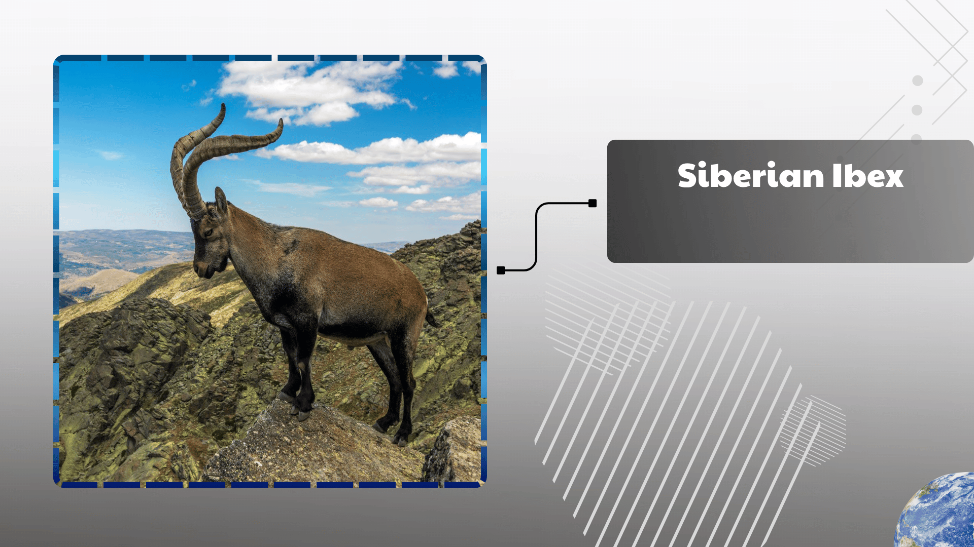 Iberian Ibex