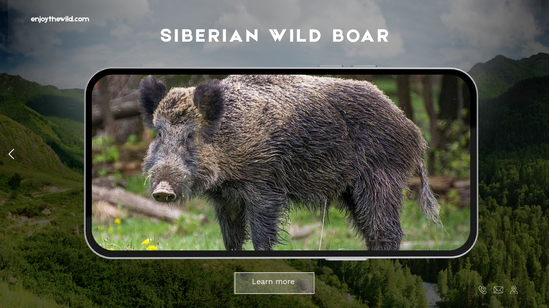 Siberian Wild Boar