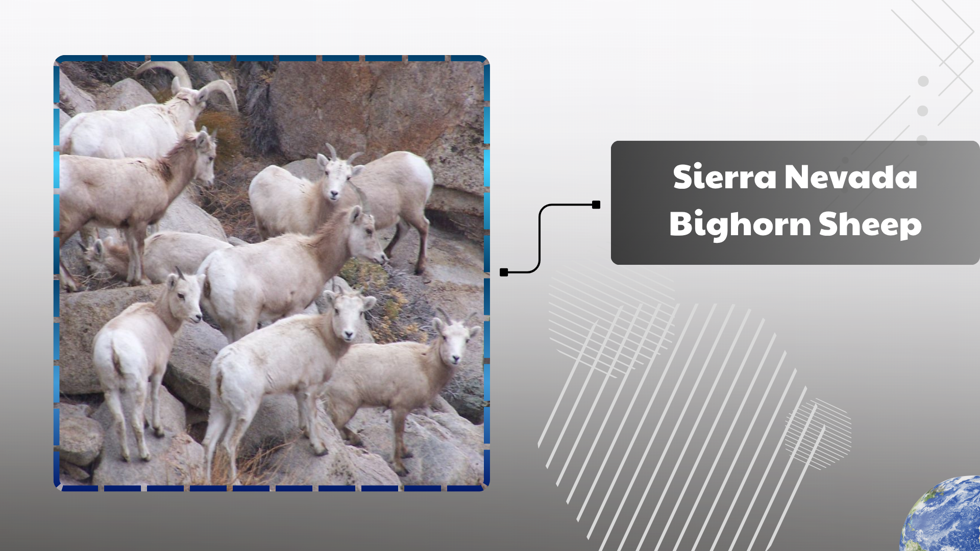 Sierra Nevada Bighorn Sheep