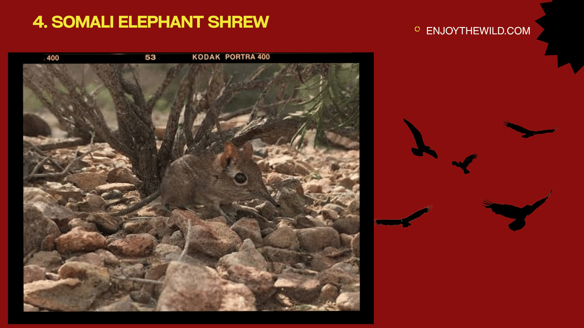Somali Elephant Shrew