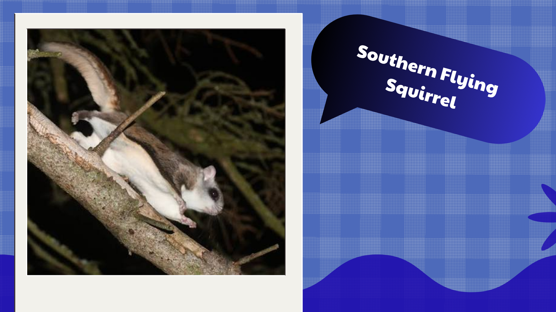Southern-Flying-Squirrel