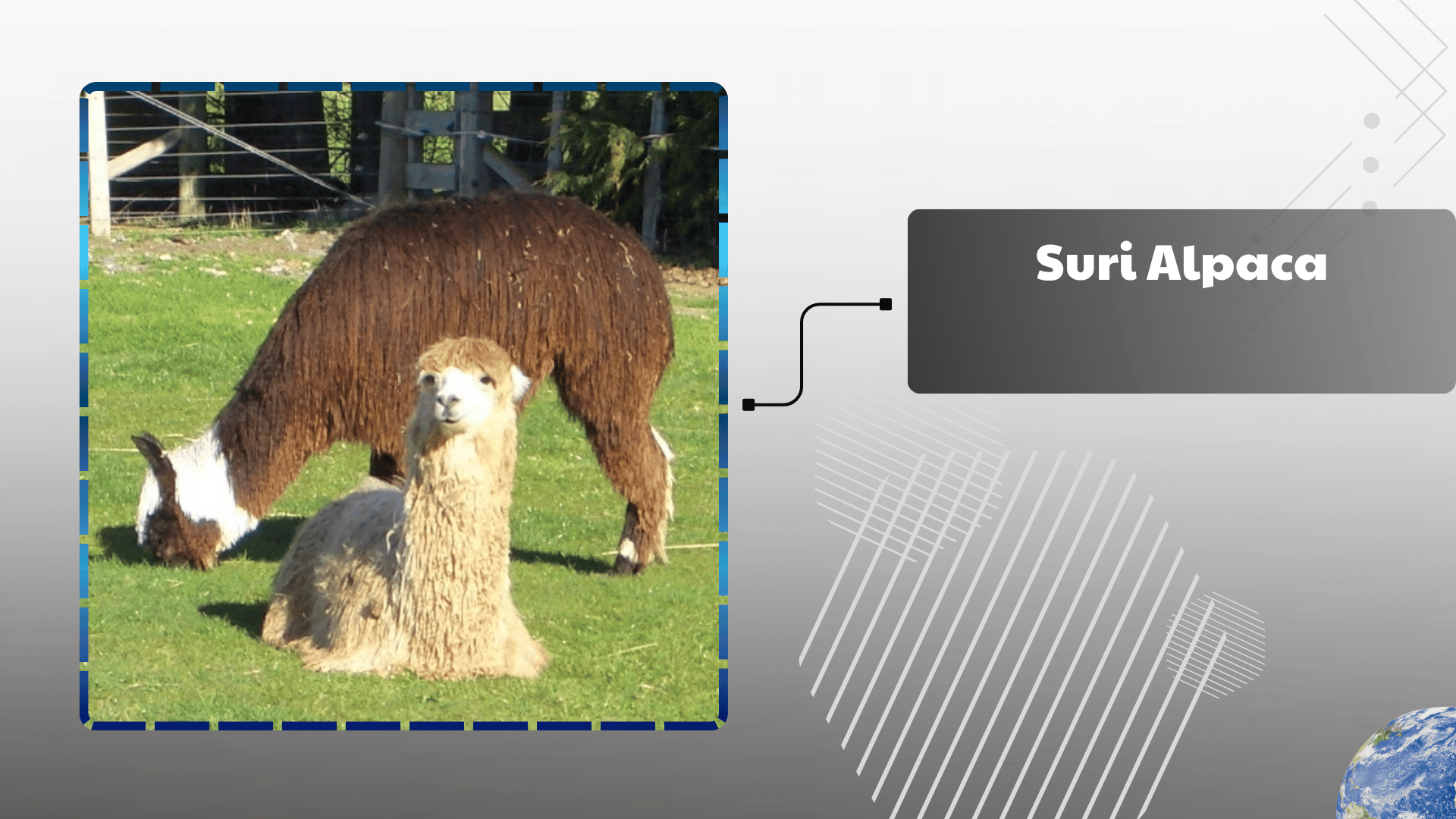 Suri-Alpaca