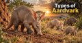 Type of Aardvark