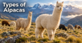 Types-of-Alpacas