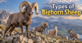 Types of Bighorn Sheep