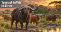 Types of Buffalo in Africa