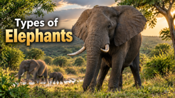 Types-of-Elephant