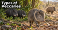 Types-of-Peccaries