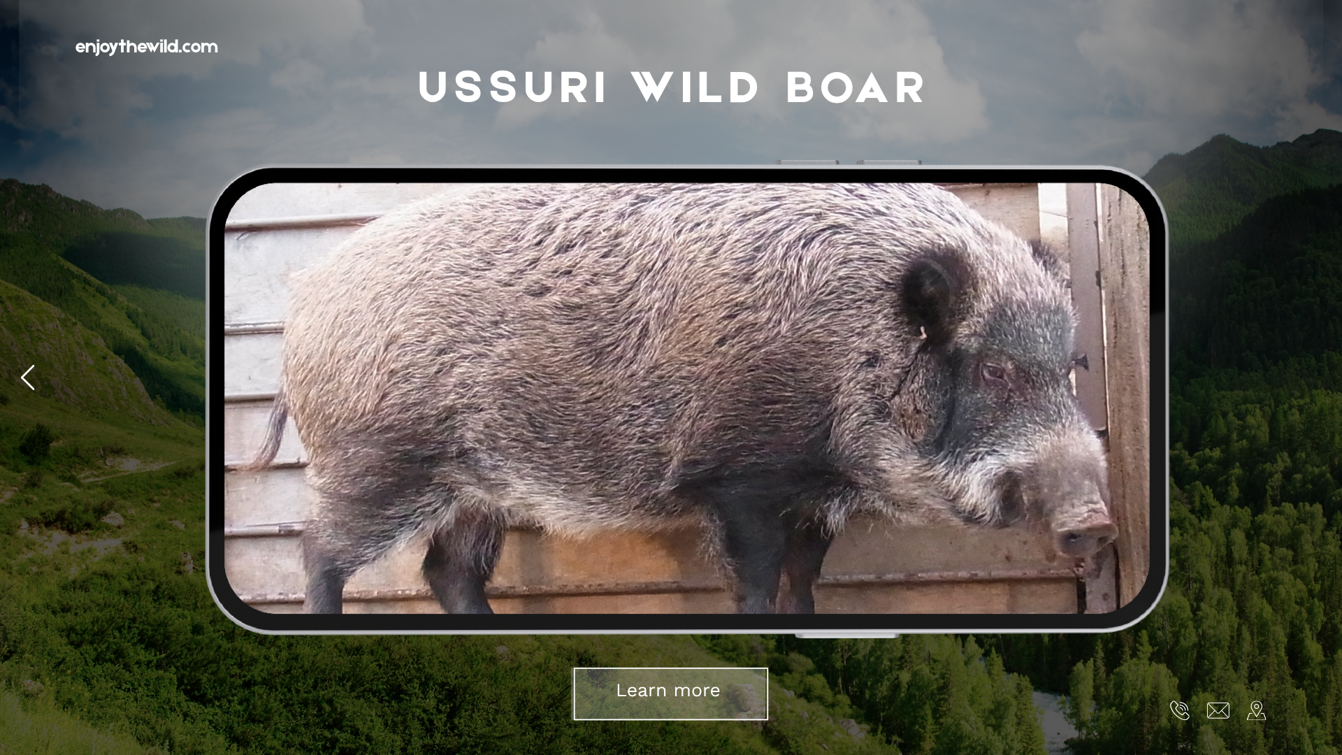 Ussuri Wild Boar