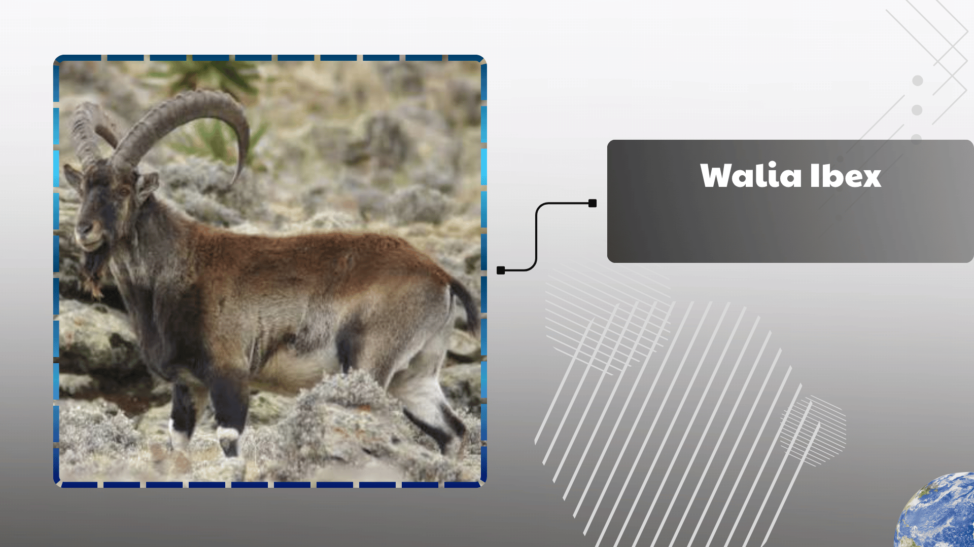 Walia Ibex