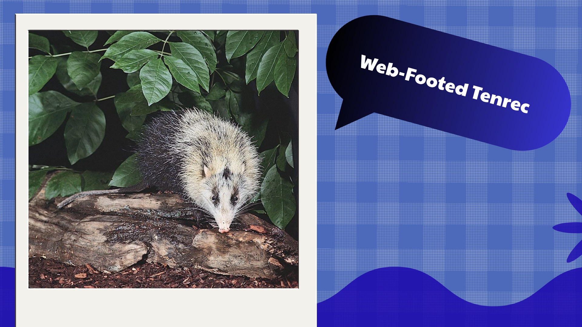 Web-Footed Tenrec