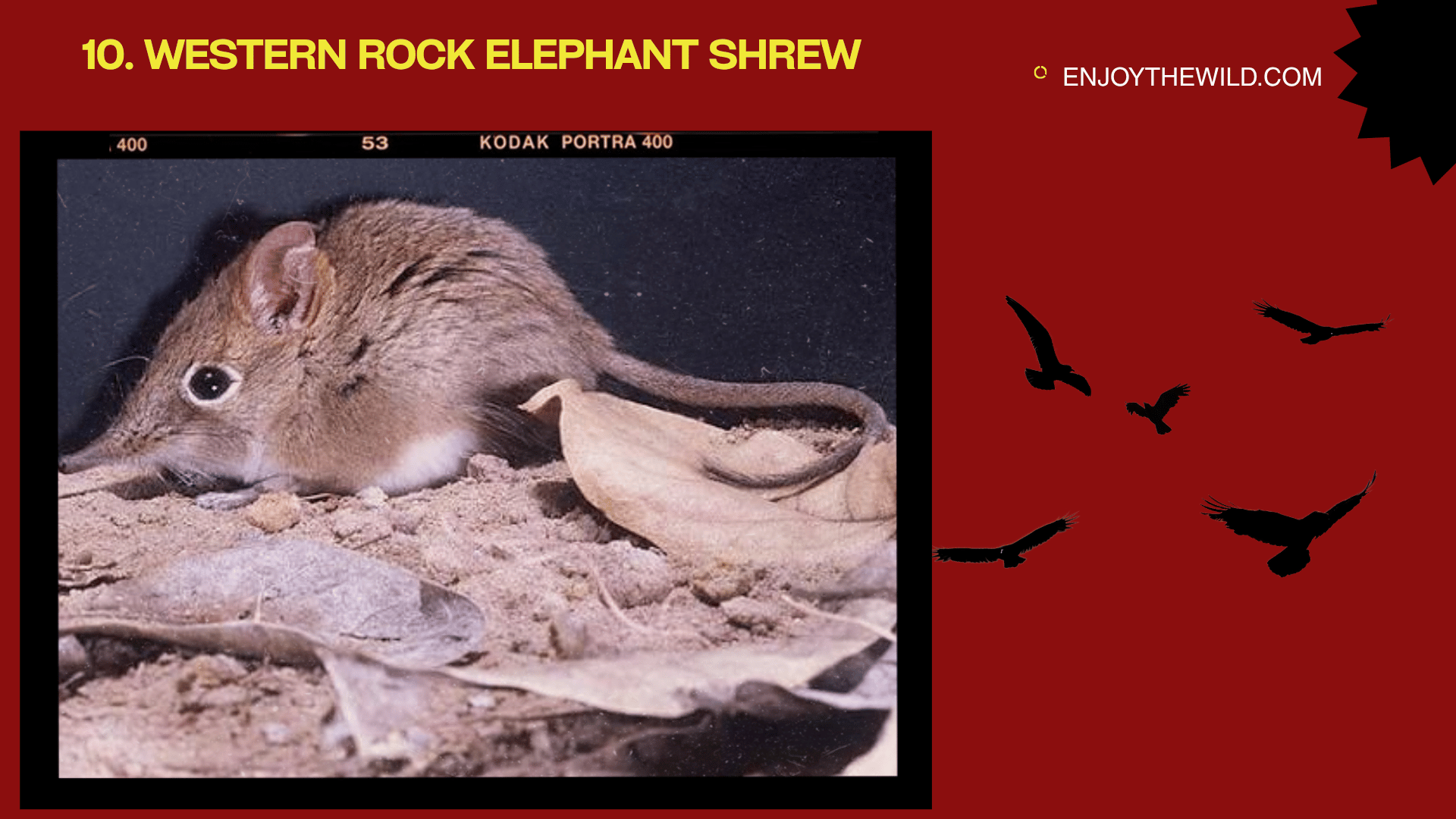Western Rock Elephant Shrew
