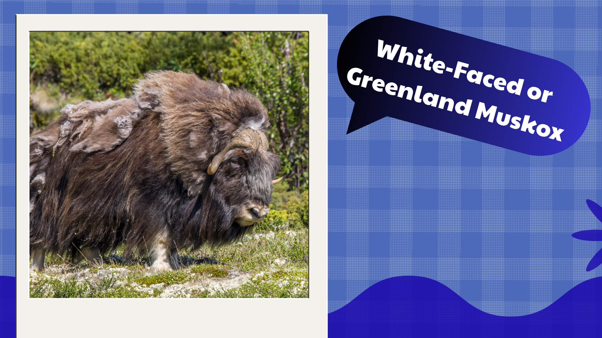 White-Faced or Greenland Muskox