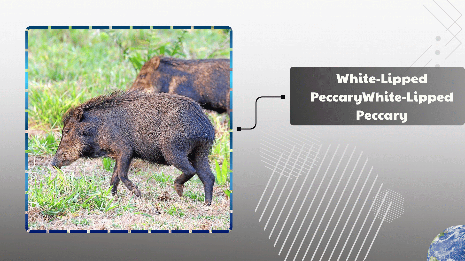 White-Lipped-Peccary