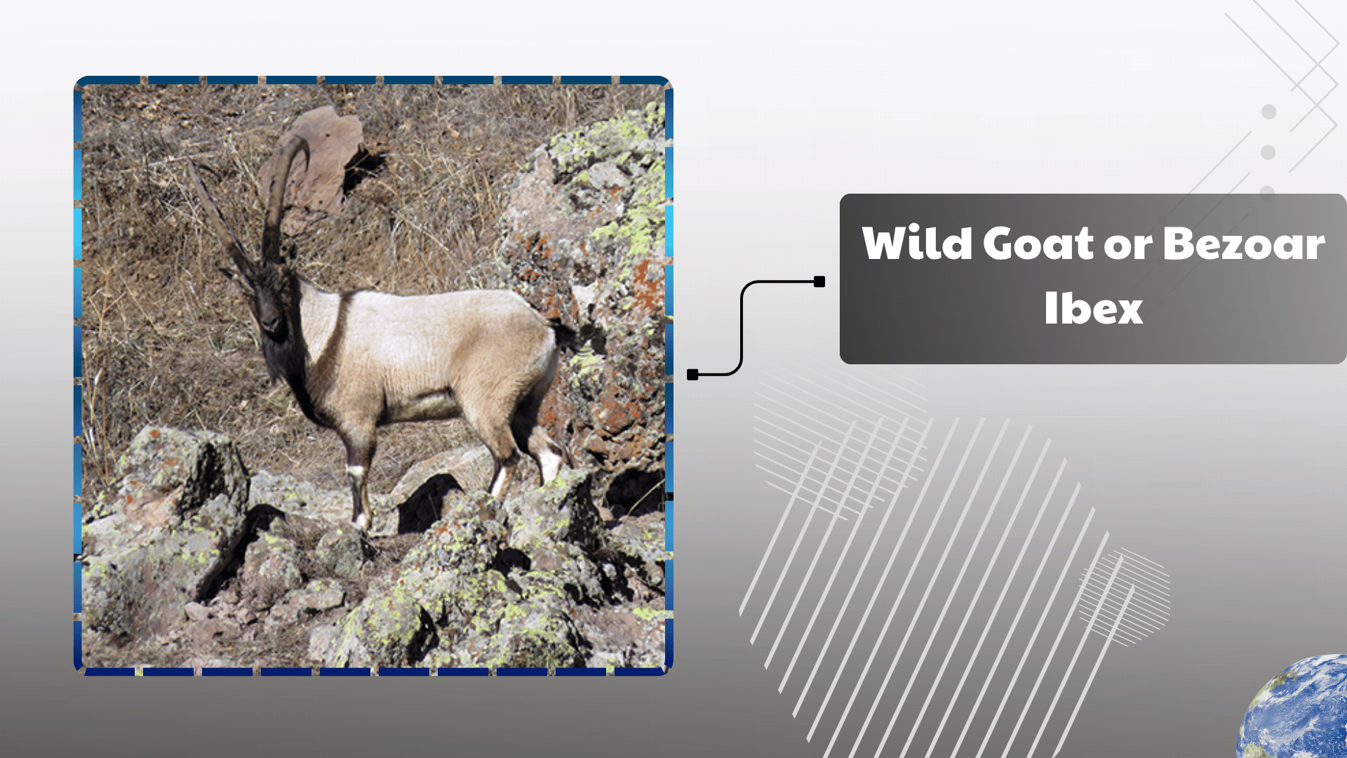 Wild Goat or Bezoar Ibex