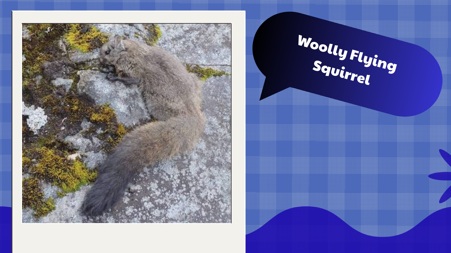 Woolly-Flying-Squirrel