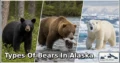 3 Types of Bears in Alaska: Amazing Species, Natural Habitats, and Interesting Facts