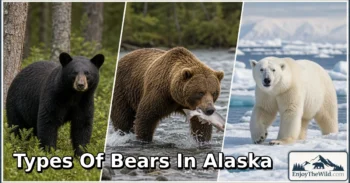 3 Types of Bears in Alaska: Amazing Species, Natural Habitats, and Interesting Facts